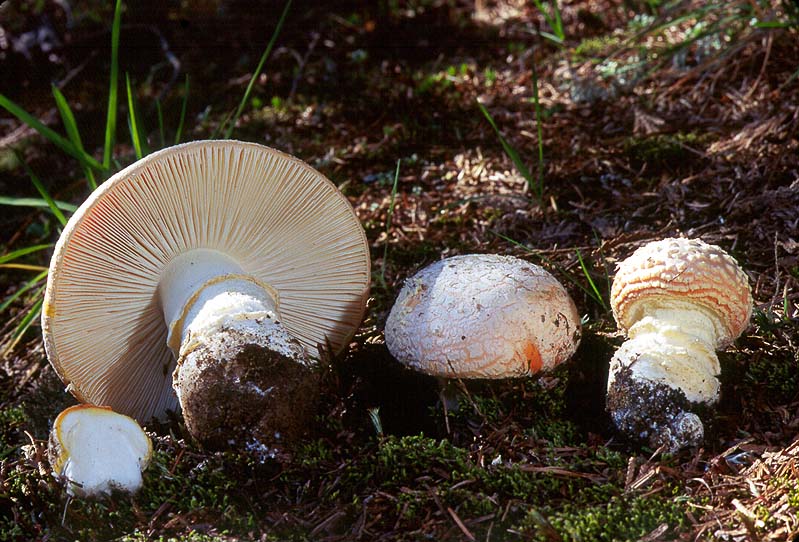 Amanita aprica